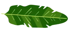 Top plants